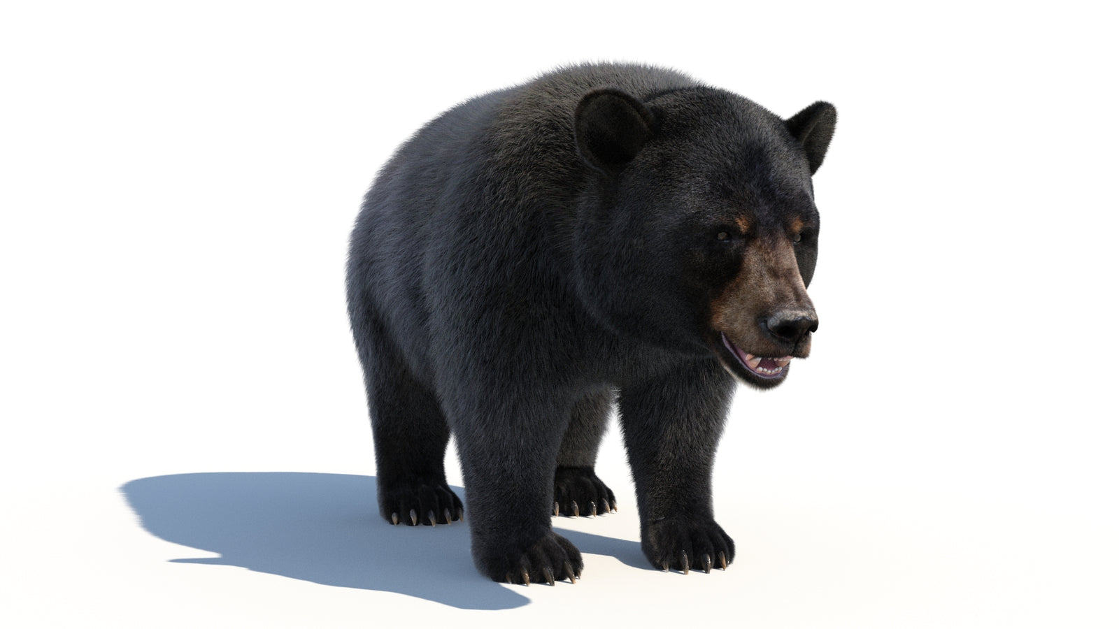 Animated Black Bear 3D Model with Fur Advanced 360° view 1 frame 11