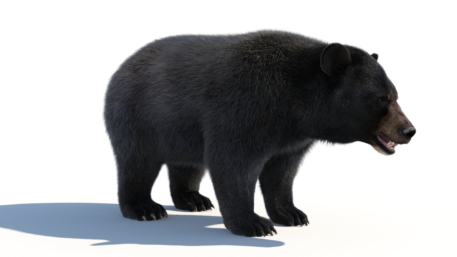 Animated Black Bear 3D Model with Fur Advanced 360° view 1 frame 13