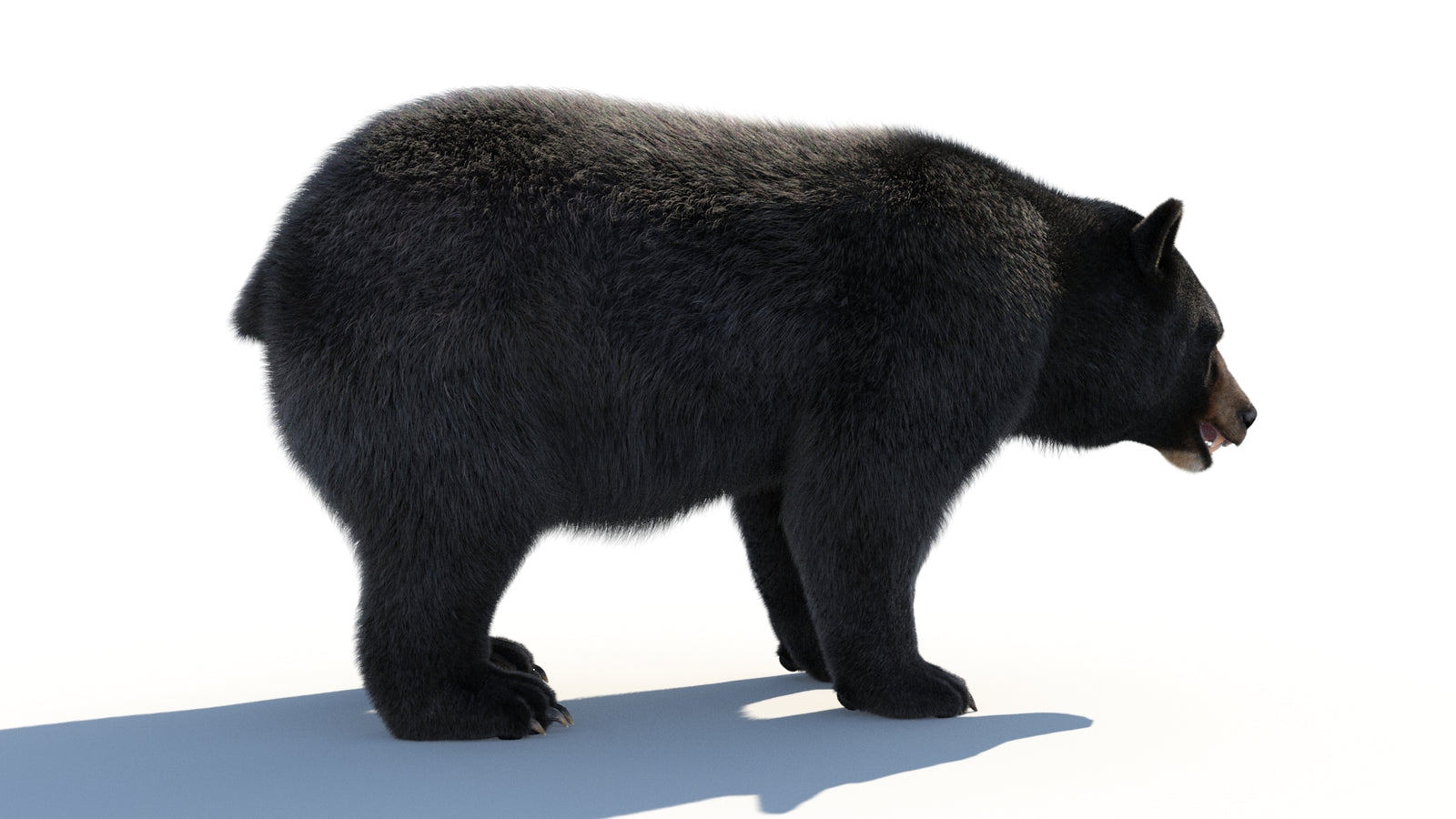 Animated Black Bear 3D Model with Fur Advanced 360° view 1 frame 18