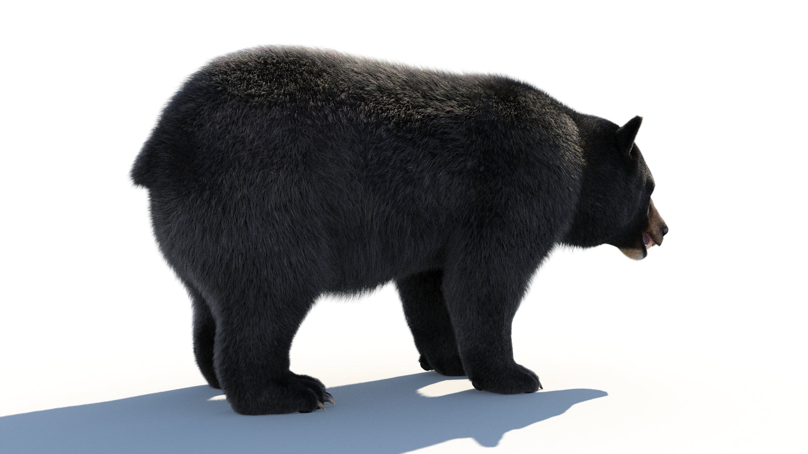 Animated Black Bear 3D Model with Fur Advanced 360° view 1 frame 19