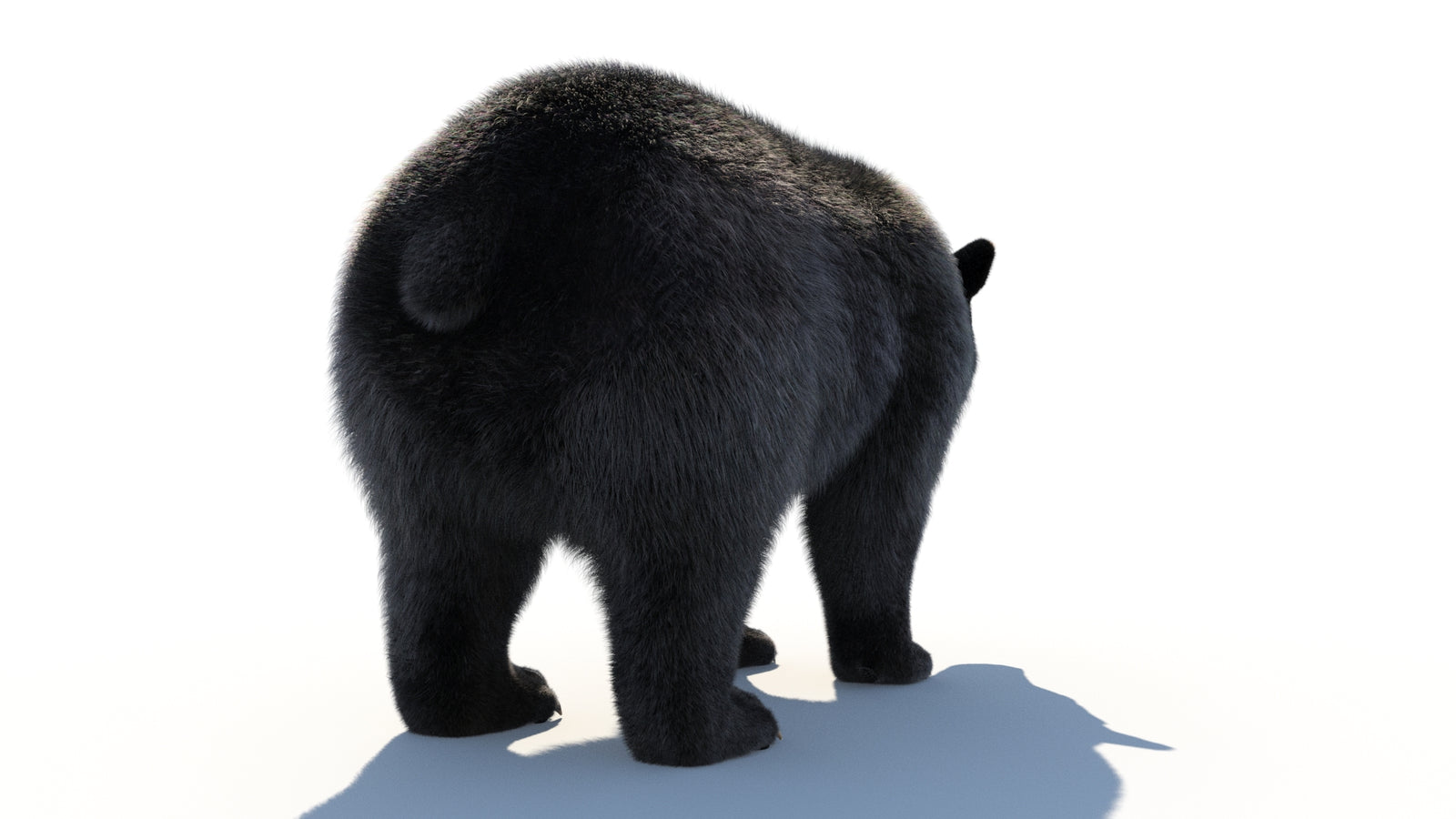 Animated Black Bear 3D Model with Fur Advanced 360° view 1 frame 23