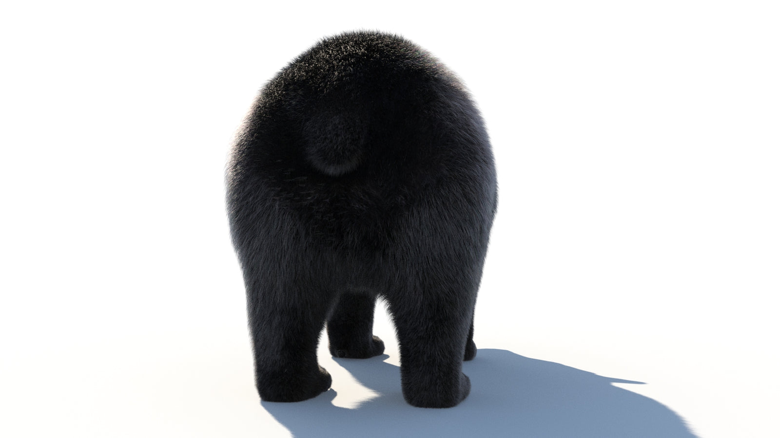 Animated Black Bear 3D Model with Fur Advanced 360° view 1 frame 25