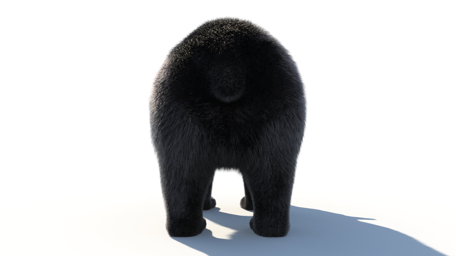 Animated Black Bear 3D Model with Fur Advanced 360° view 1 frame 26