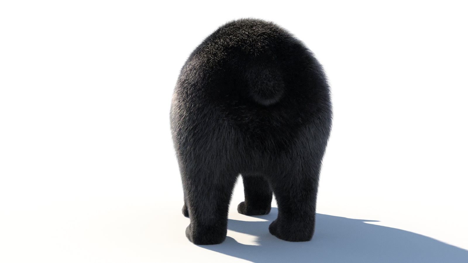 Animated Black Bear 3D Model with Fur Advanced 360° view 1 frame 27
