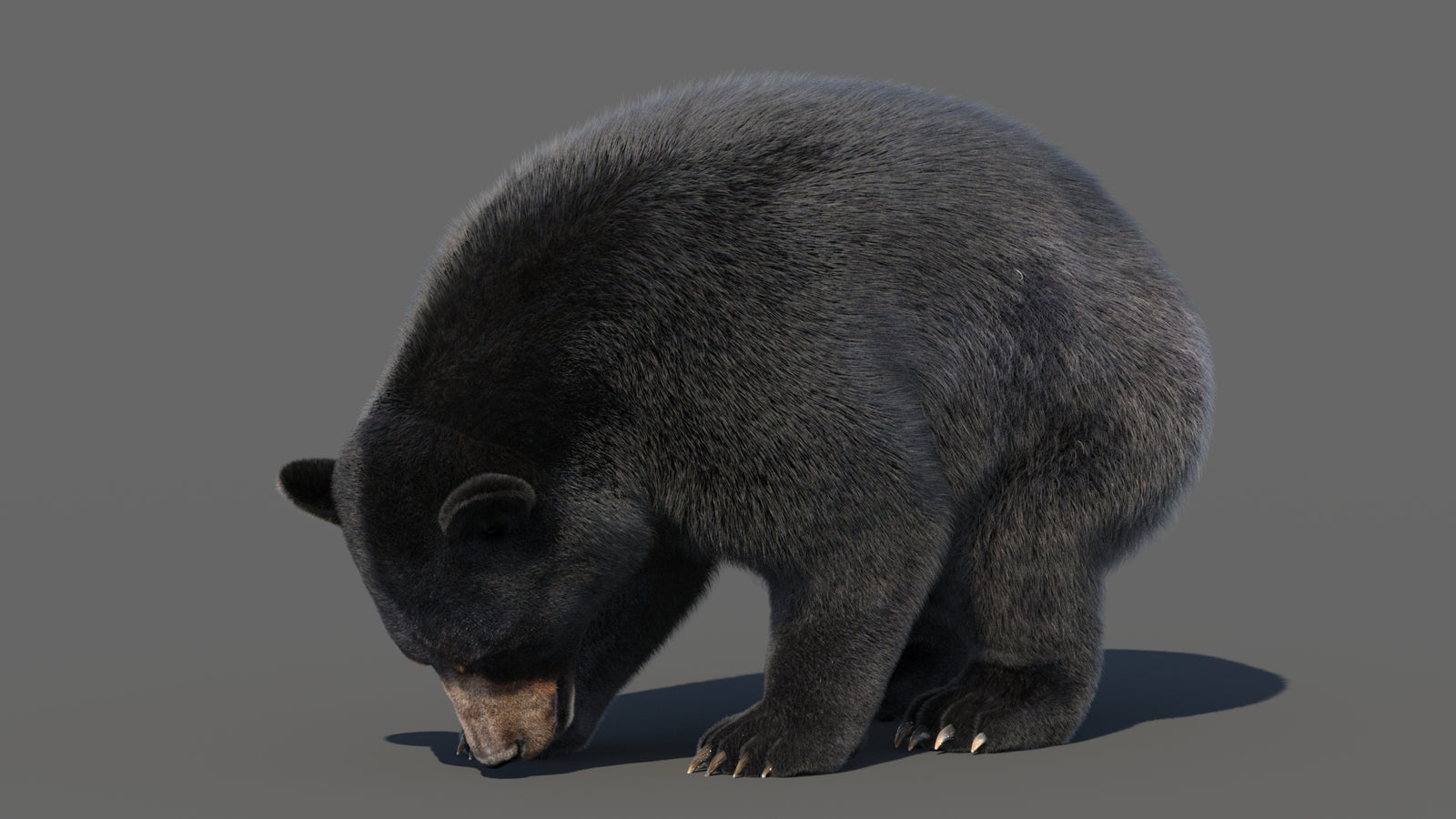 Animated Black Bear 3D Model with Fur Advanced 360° view 6 frame 1