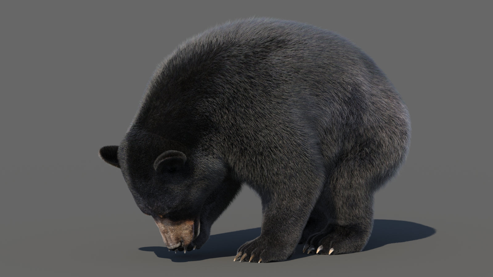 Animated Black Bear 3D Model with Fur Advanced 360° view 6 frame 6