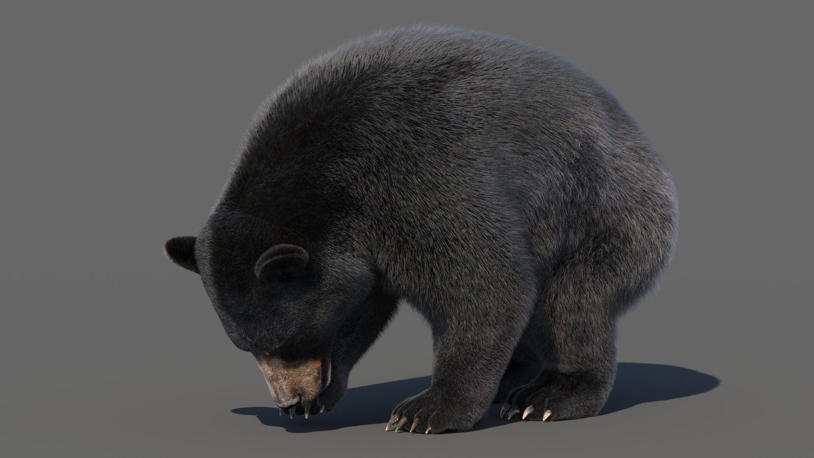 Animated Black Bear 3D Model with Fur Advanced 360° view 6 frame 7