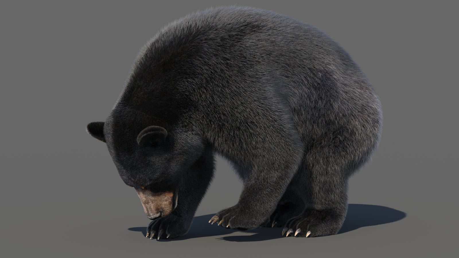 Animated Black Bear 3D Model with Fur Advanced 360° view 6 frame 10