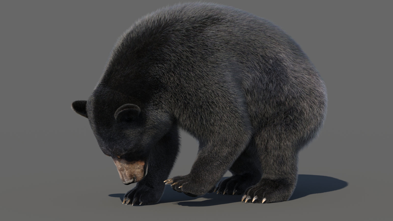 Animated Black Bear 3D Model with Fur Advanced 360° view 6 frame 12