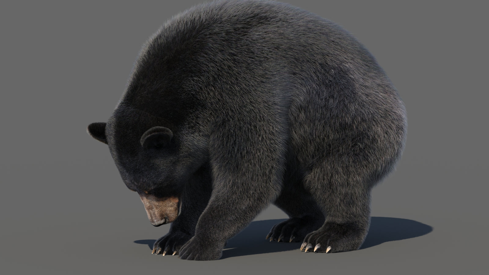 Animated Black Bear 3D Model with Fur Advanced 360° view 6 frame 18