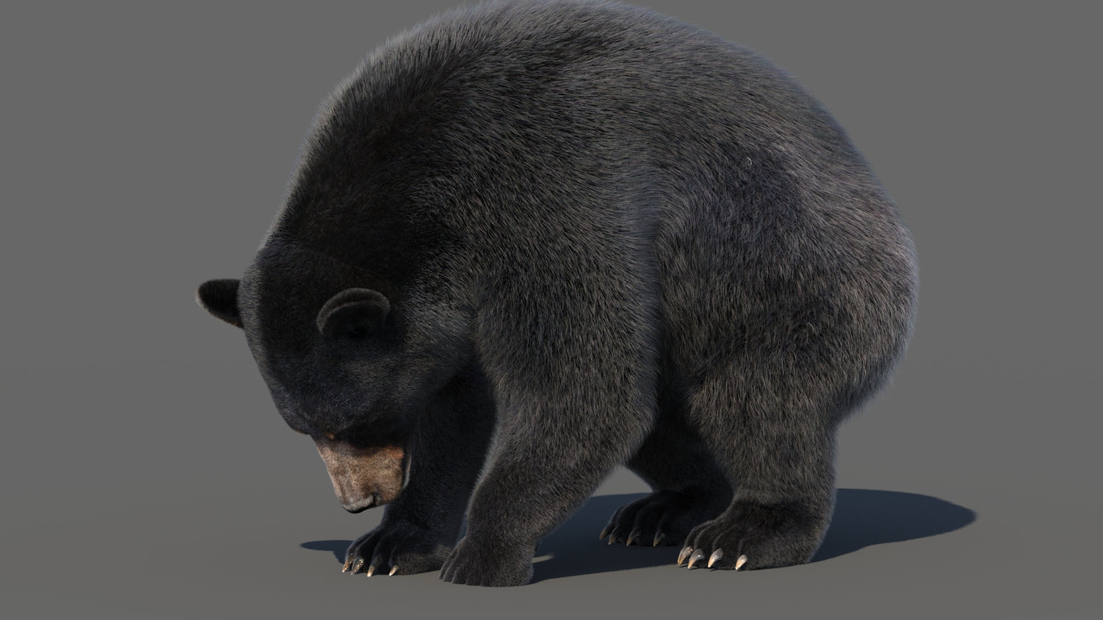 Animated Black Bear 3D Model with Fur Advanced 360° view 6 frame 19