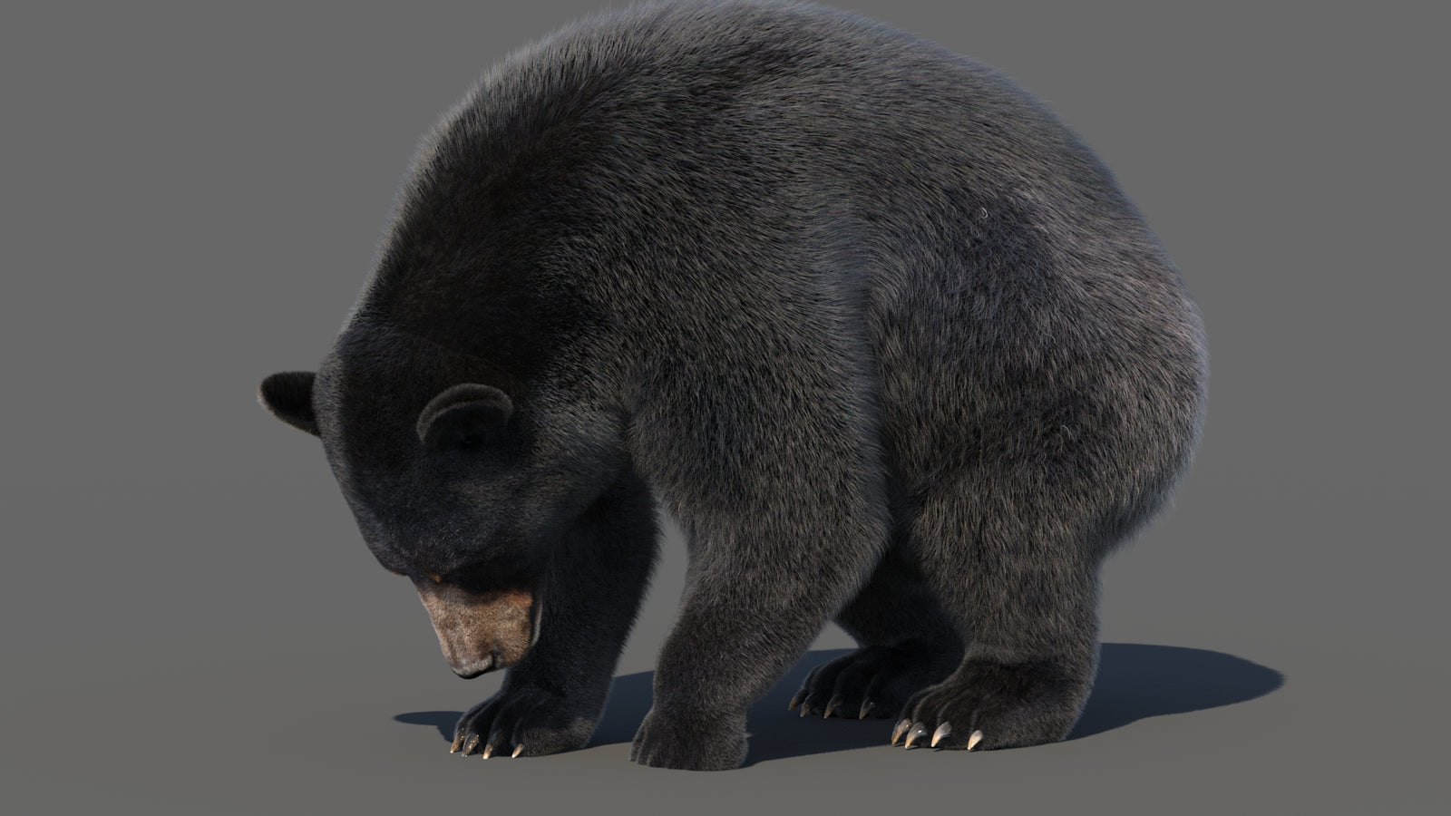 Animated Black Bear 3D Model with Fur Advanced 360° view 6 frame 20