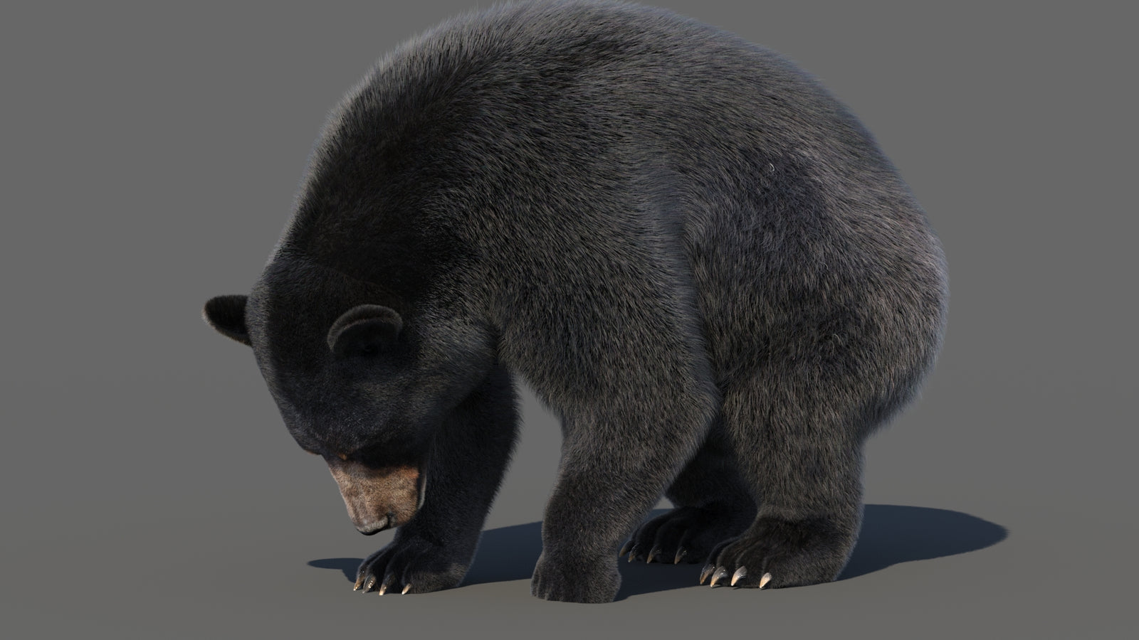 Animated Black Bear 3D Model with Fur Advanced 360° view 6 frame 21