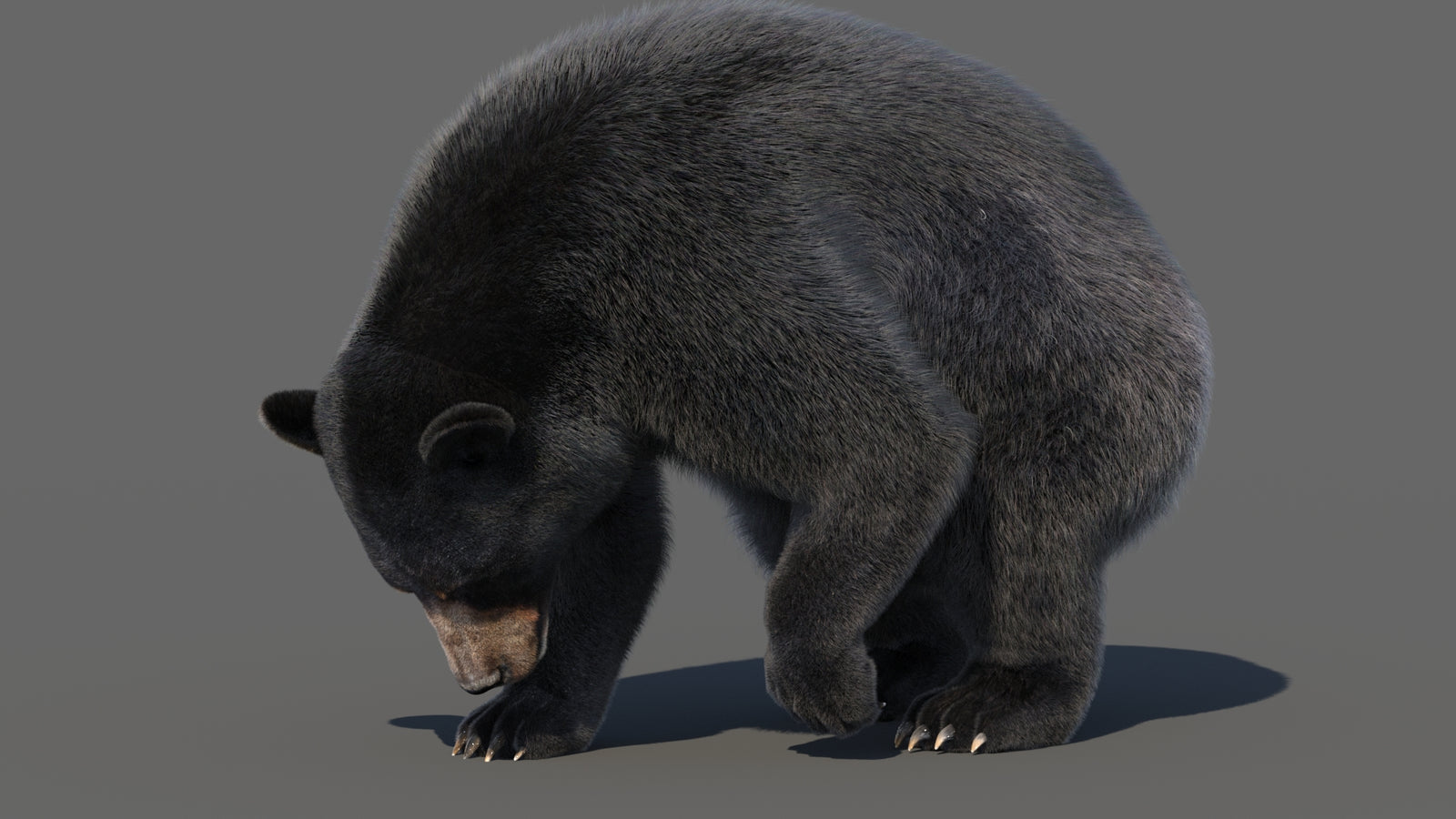 Animated Black Bear 3D Model with Fur Advanced 360° view 6 frame 24