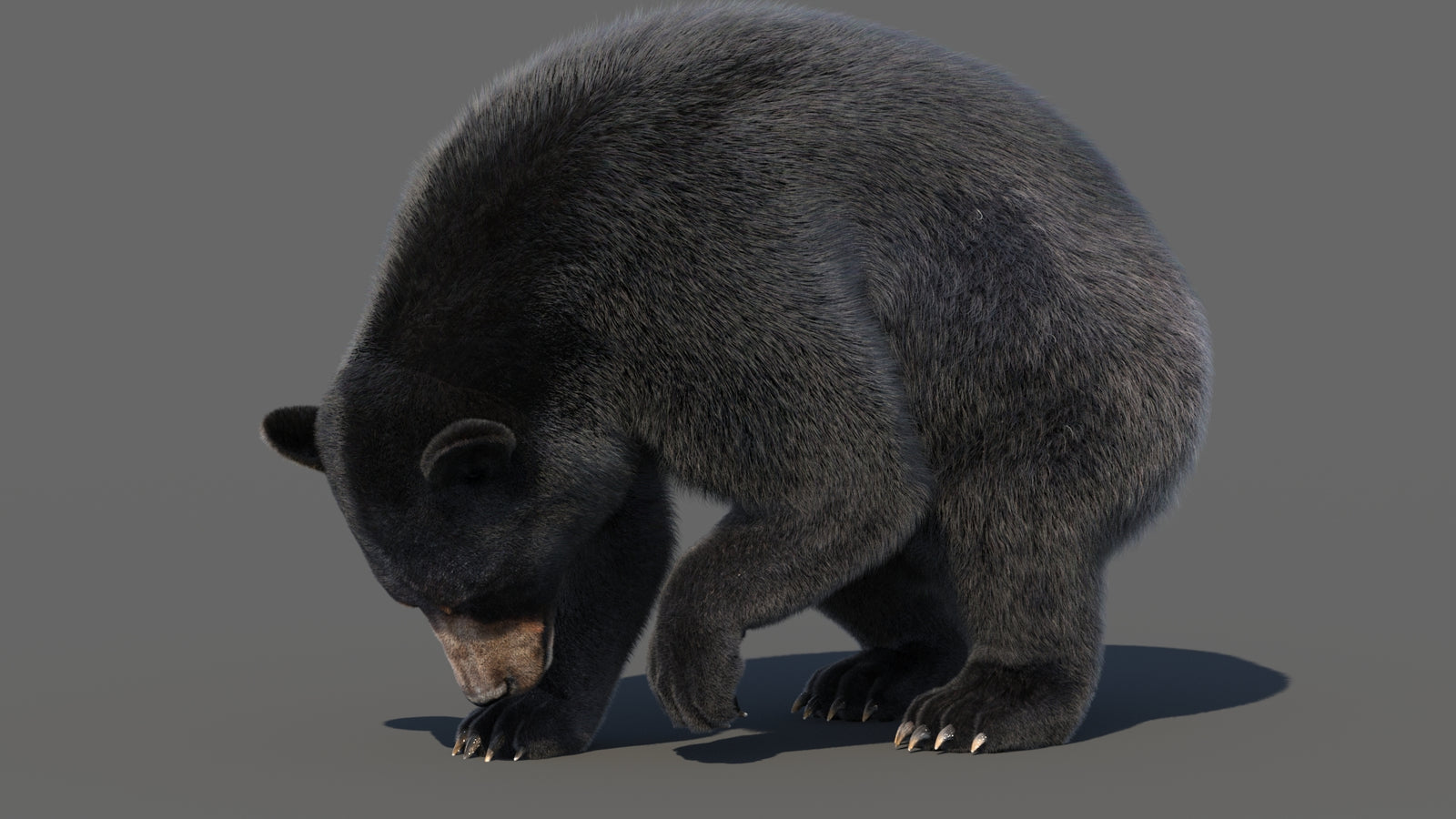 Animated Black Bear 3D Model with Fur Advanced 360° view 6 frame 27