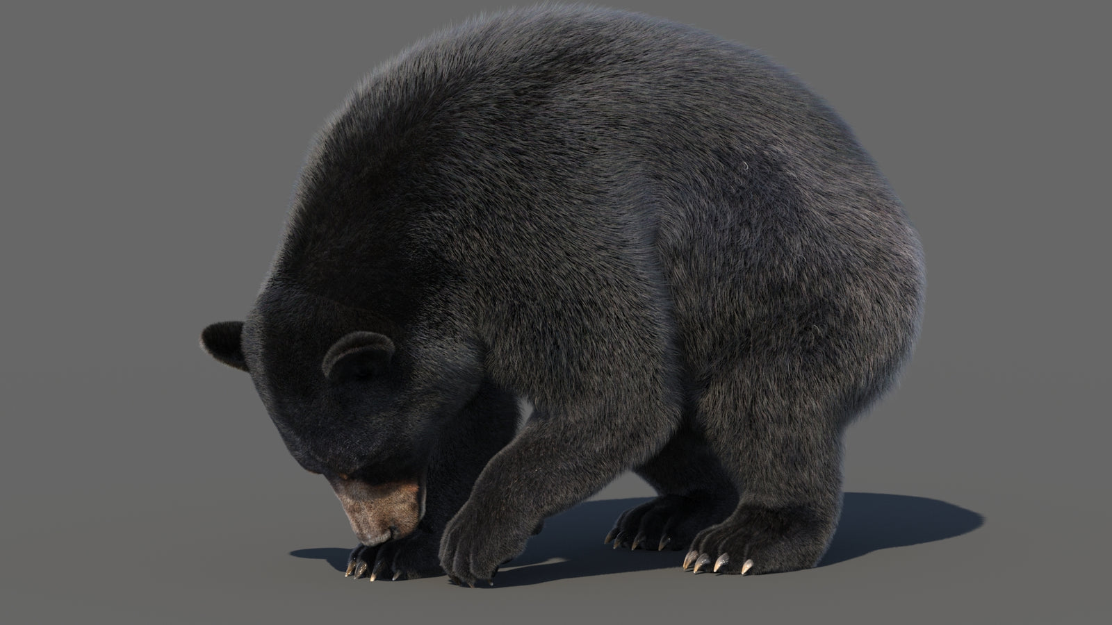 Animated Black Bear 3D Model with Fur Advanced 360° view 6 frame 29
