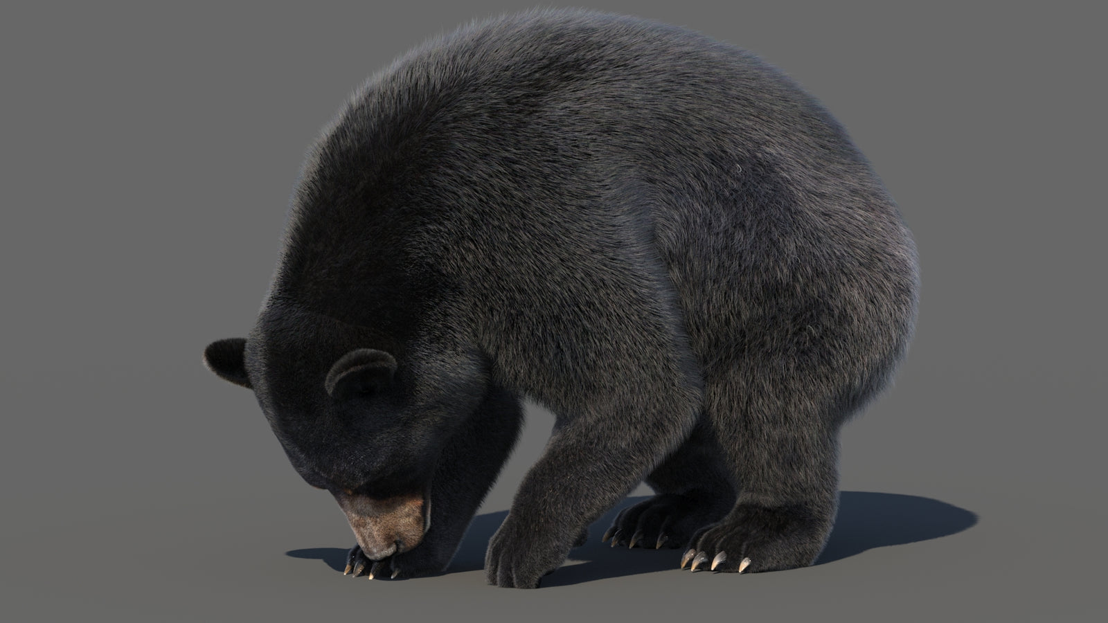 Animated Black Bear 3D Model with Fur Advanced 360° view 6 frame 32