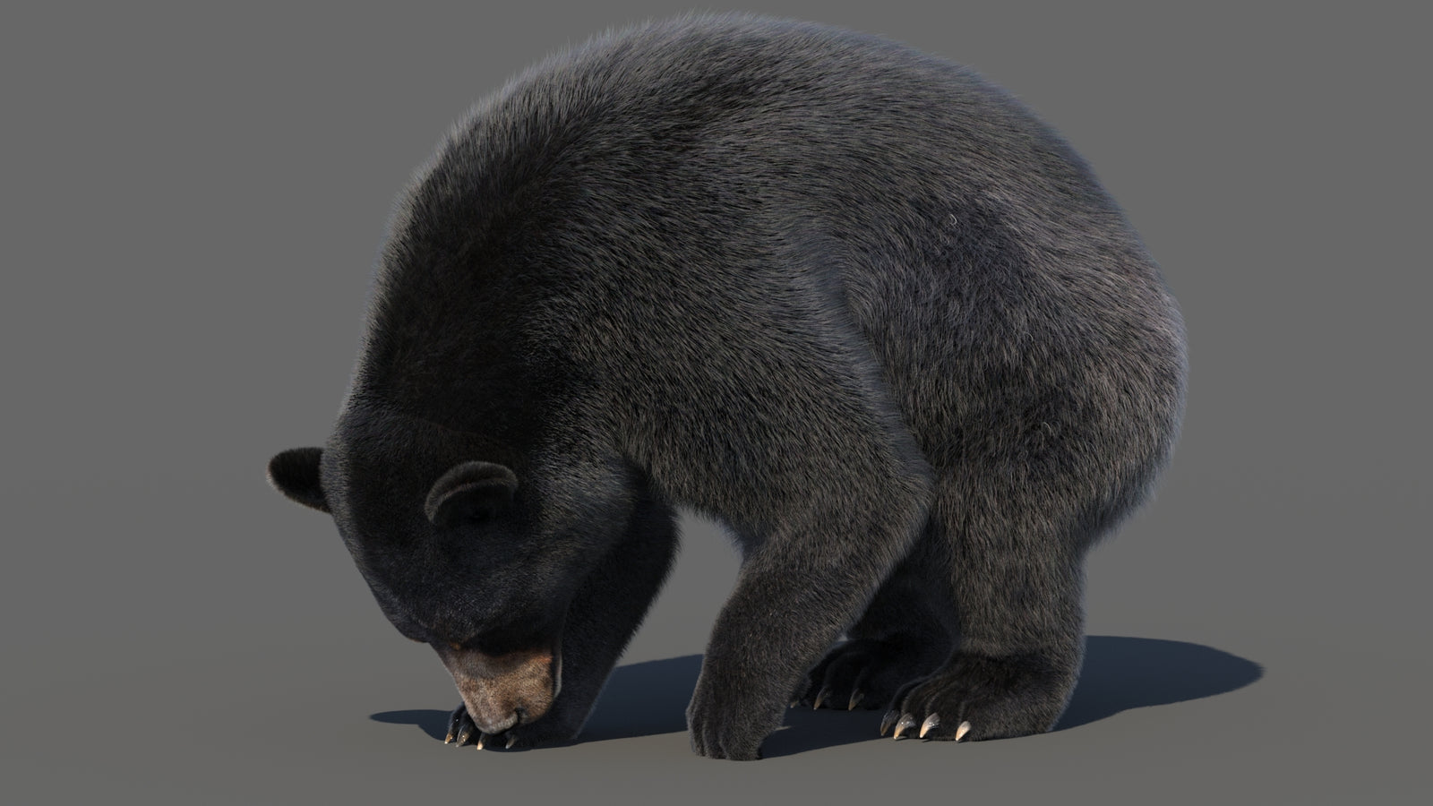 Animated Black Bear 3D Model with Fur Advanced 360° view 6 frame 33