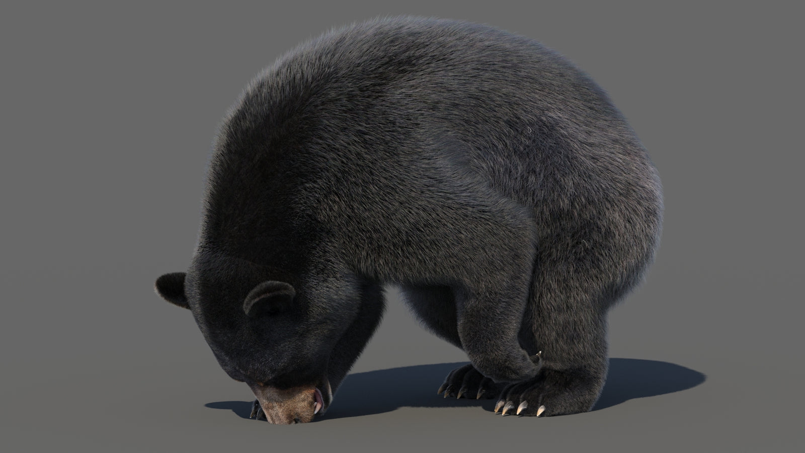 Animated Black Bear 3D Model with Fur Advanced 360° view 6 frame 35