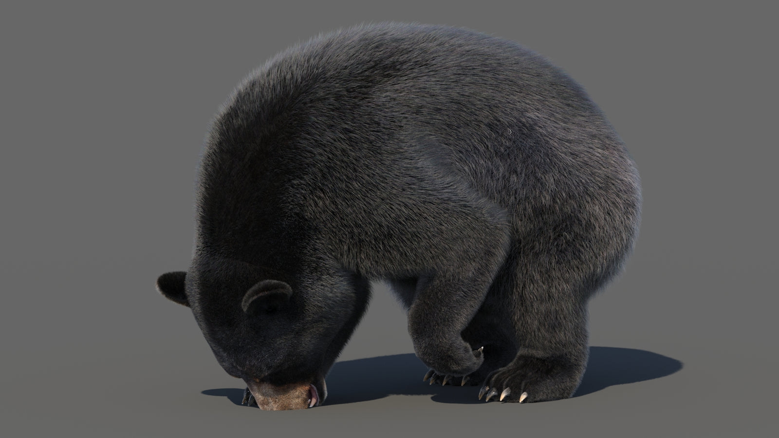 Animated Black Bear 3D Model with Fur Advanced 360° view 6 frame 39