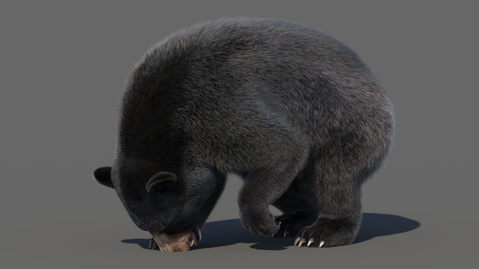 Animated Black Bear 3D Model with Fur Advanced 360° view 6 frame 41
