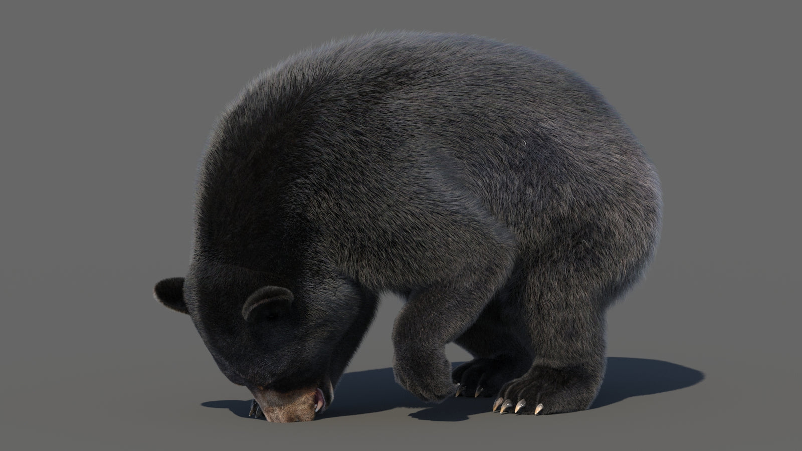 Animated Black Bear 3D Model with Fur Advanced 360° view 6 frame 42