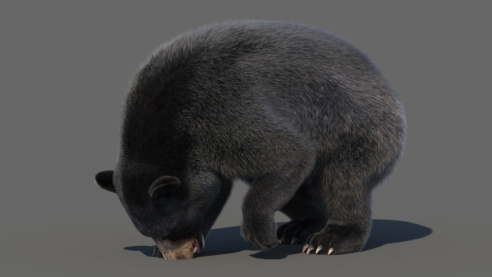 Animated Black Bear 3D Model with Fur Advanced 360° view 6 frame 43