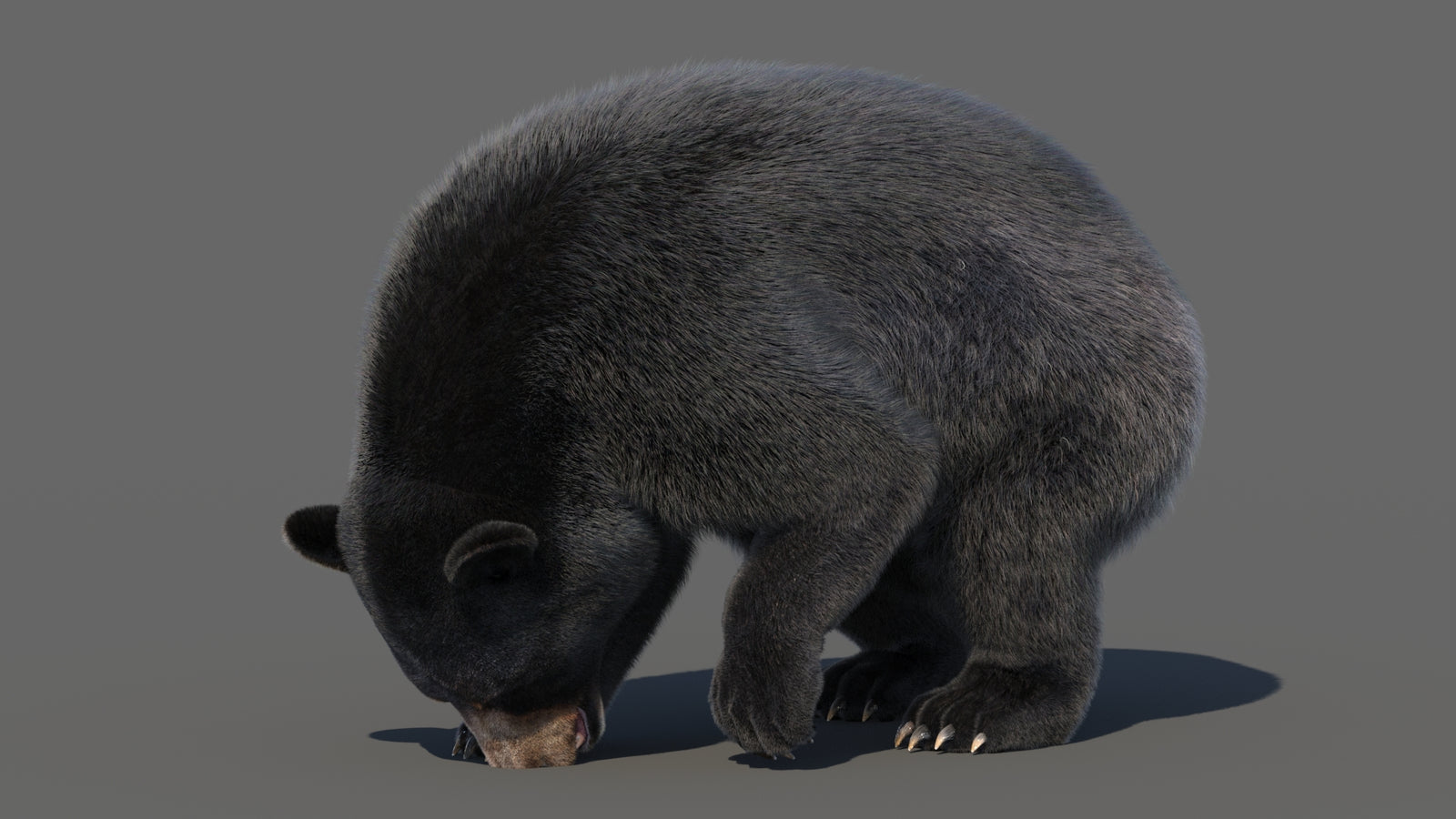 Animated Black Bear 3D Model with Fur Advanced 360° view 6 frame 45