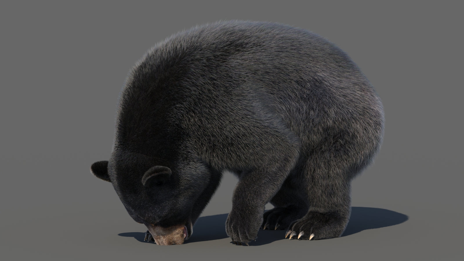 Animated Black Bear 3D Model with Fur Advanced 360° view 6 frame 46