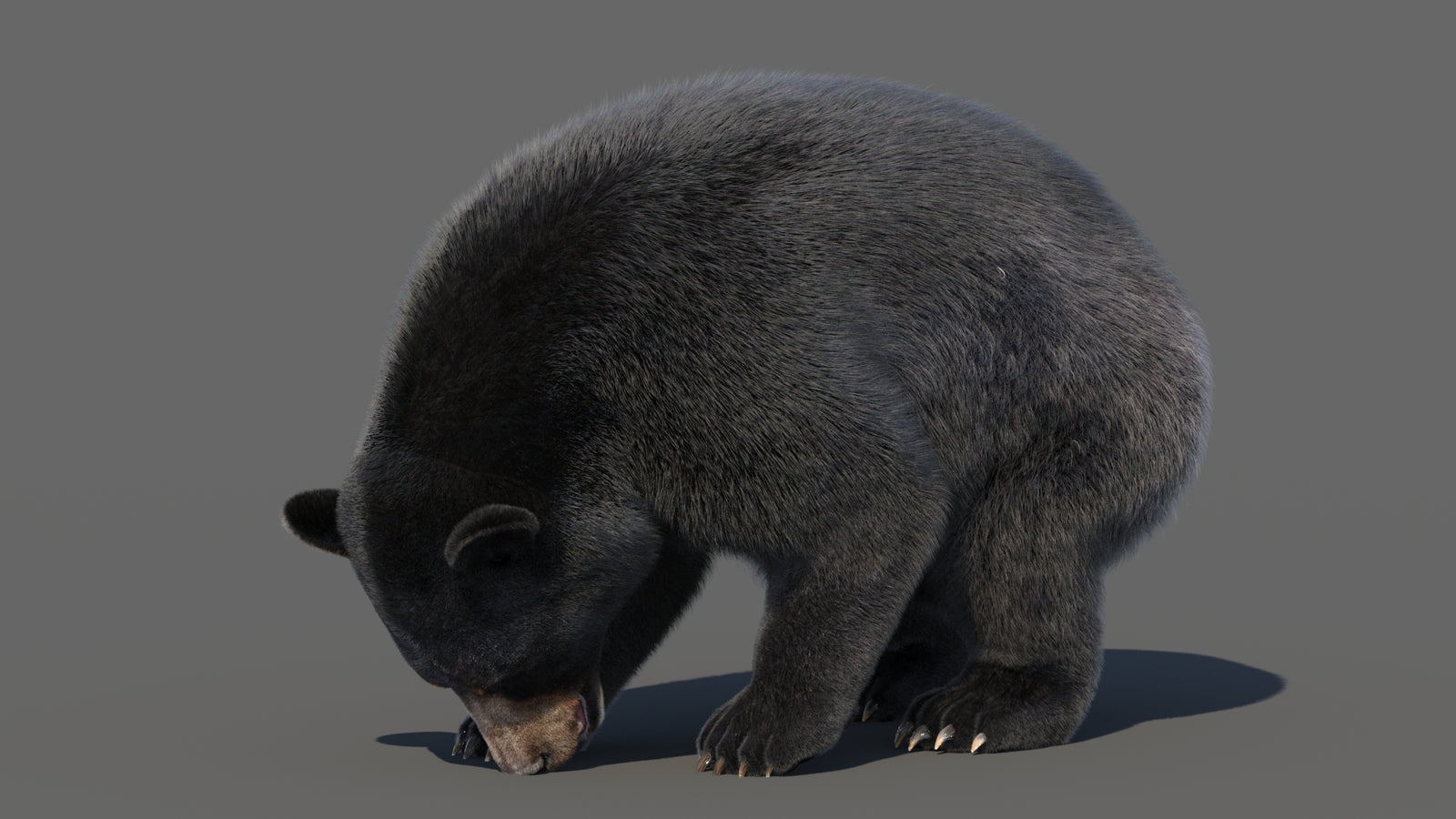 Animated Black Bear 3D Model with Fur Advanced 360° view 6 frame 49