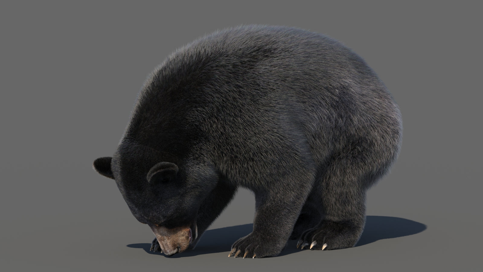 Animated Black Bear 3D Model with Fur Advanced 360° view 6 frame 54