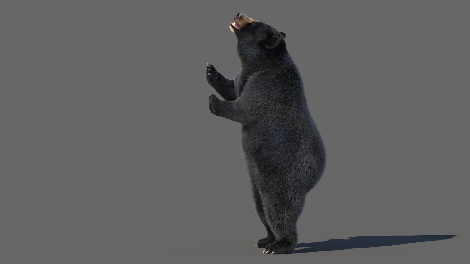 Animated Black Bear 3D Model with Fur Advanced 360° view 5 frame 4