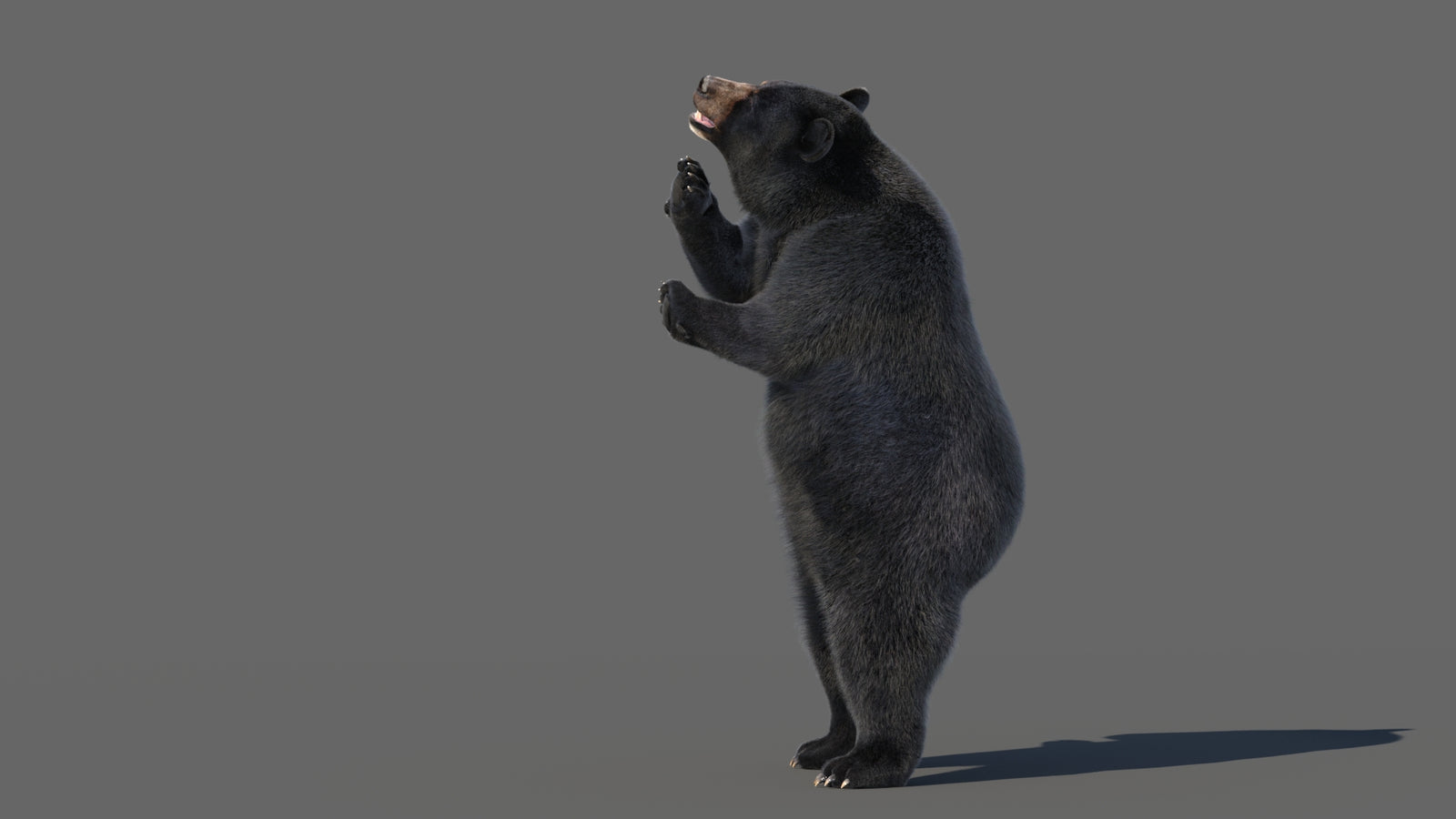 Animated Black Bear 3D Model with Fur Advanced 360° view 5 frame 11