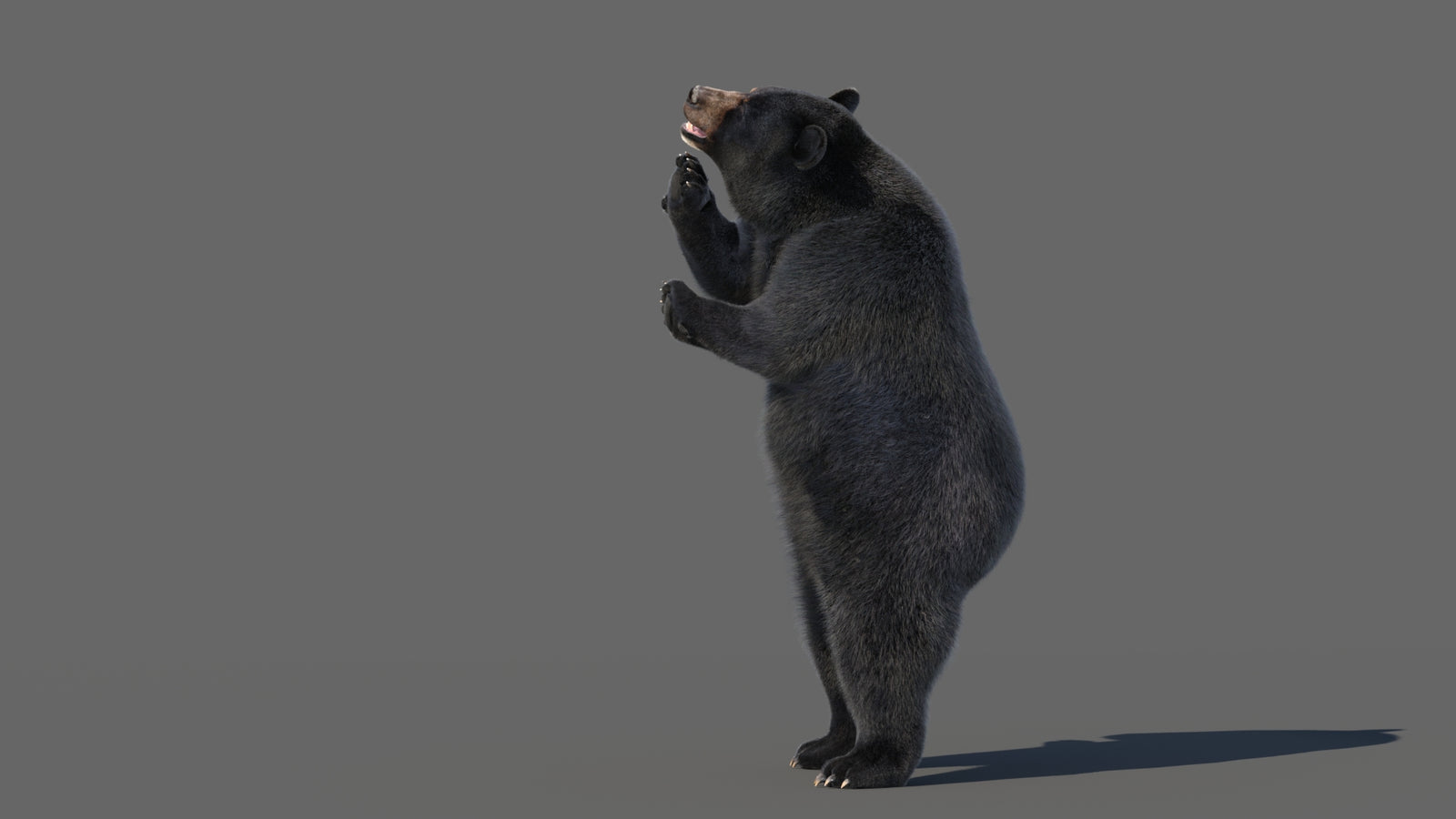 Animated Black Bear 3D Model with Fur Advanced 360° view 5 frame 12