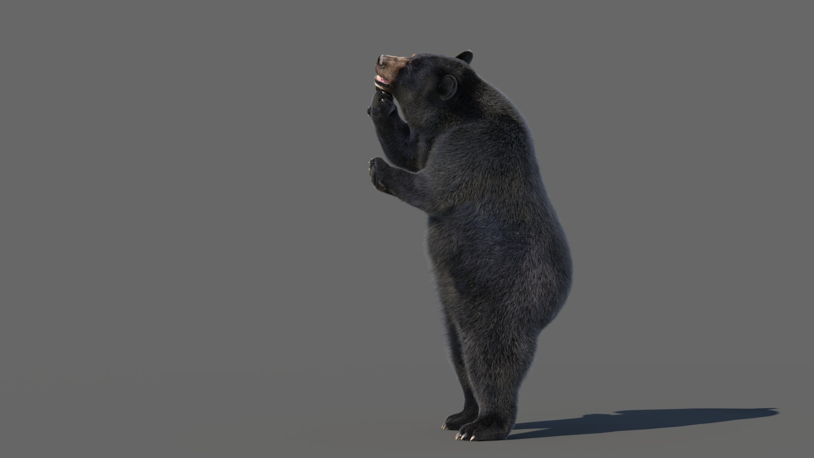 Animated Black Bear 3D Model with Fur Advanced 360° view 5 frame 13