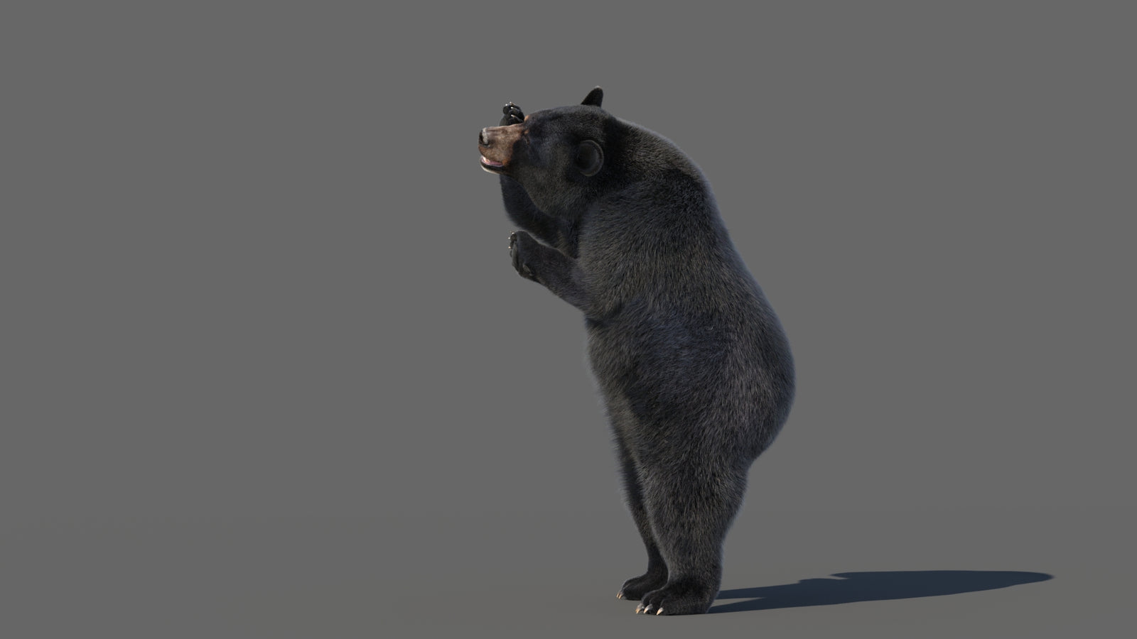 Animated Black Bear 3D Model with Fur Advanced 360° view 5 frame 17