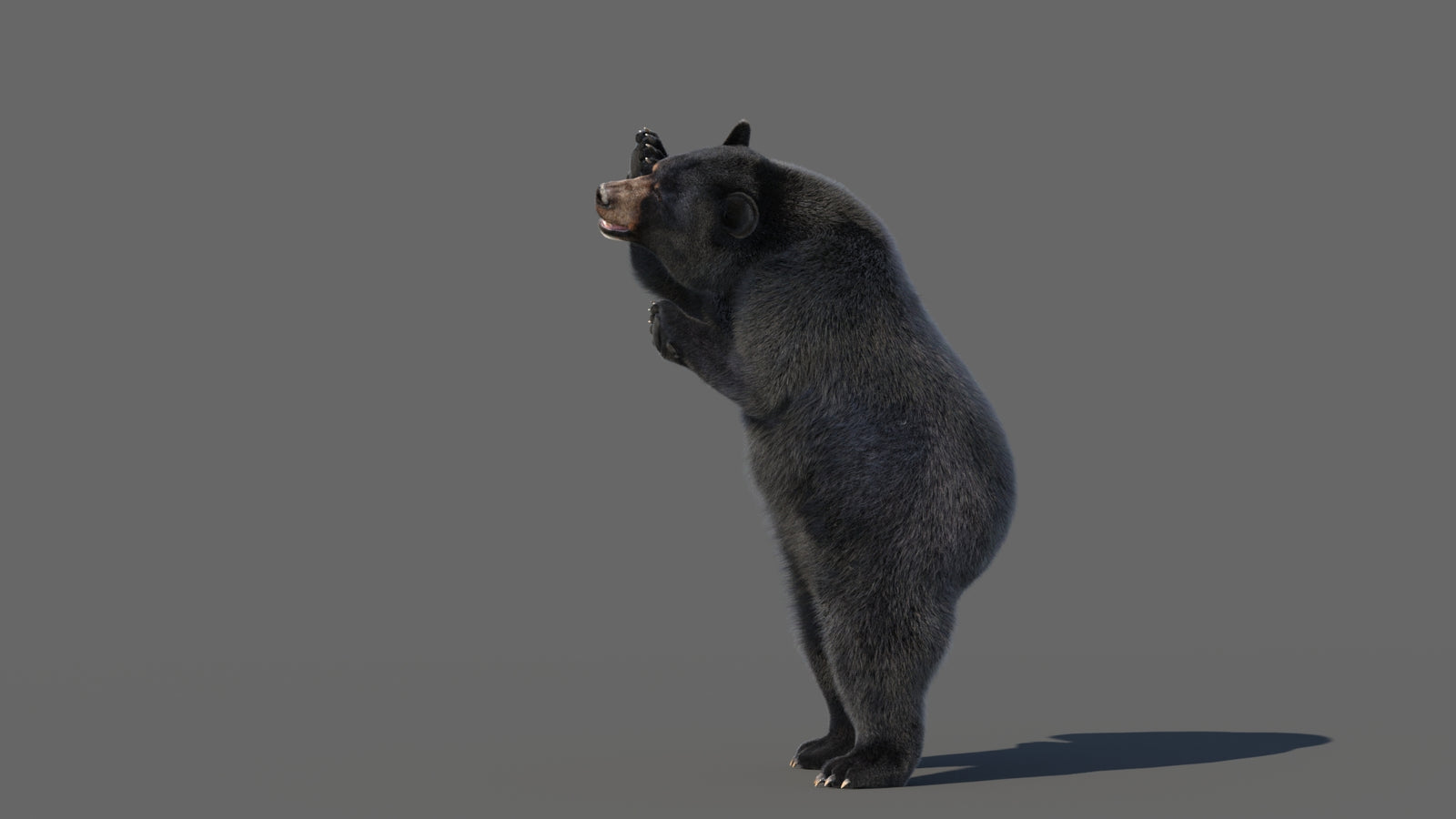 Animated Black Bear 3D Model with Fur Advanced 360° view 5 frame 18
