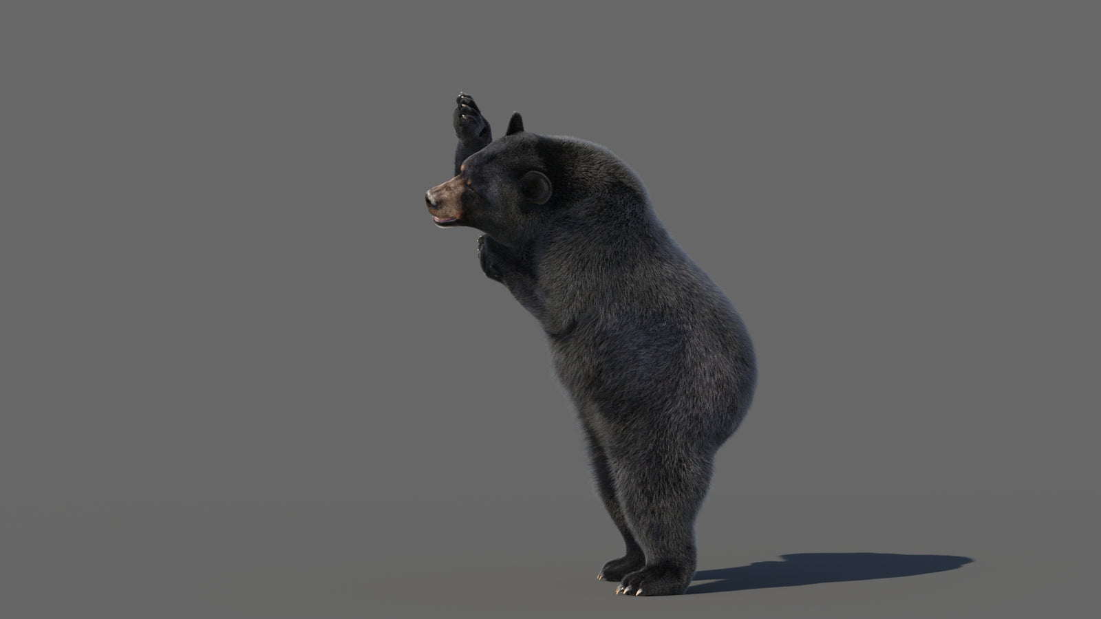 Animated Black Bear 3D Model with Fur Advanced 360° view 5 frame 24
