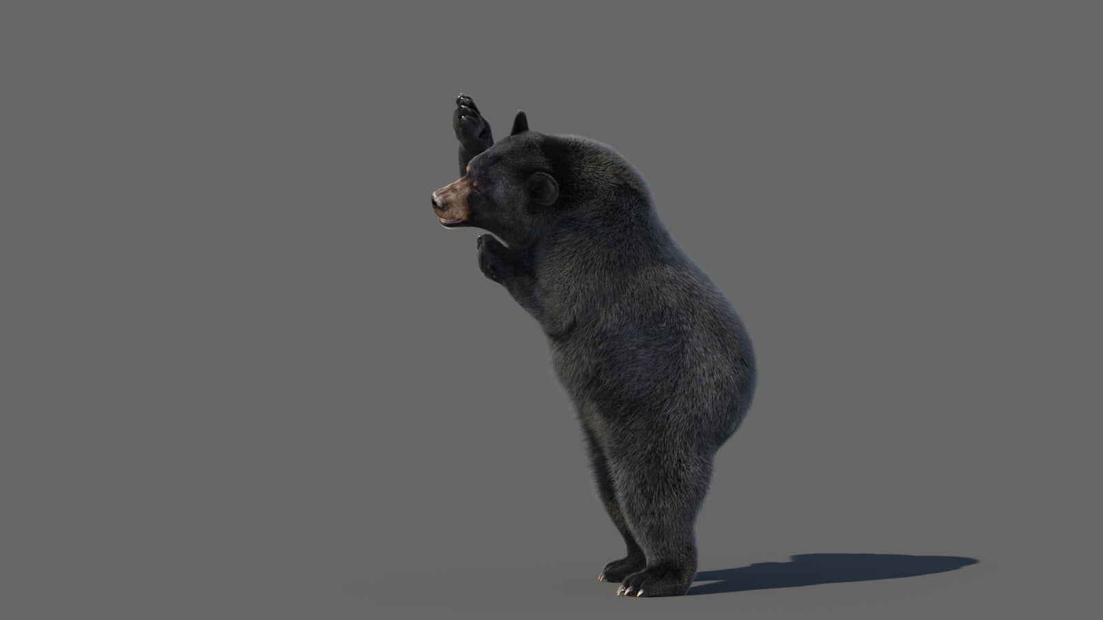 Animated Black Bear 3D Model with Fur Advanced 360° view 5 frame 25