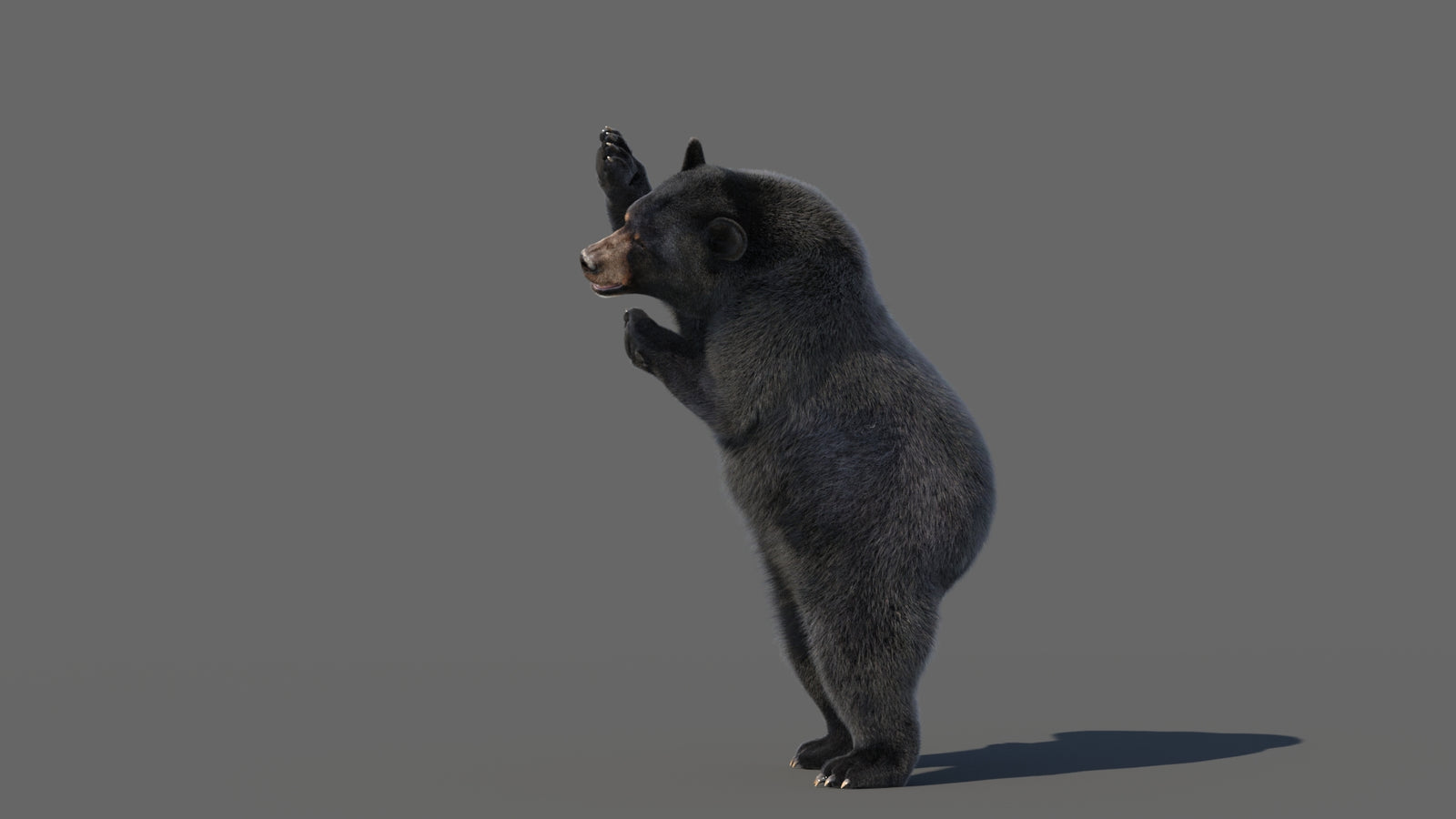 Animated Black Bear 3D Model with Fur Advanced 360° view 5 frame 27
