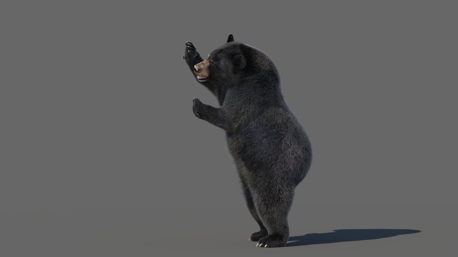 Animated Black Bear 3D Model with Fur Advanced 360° view 5 frame 32