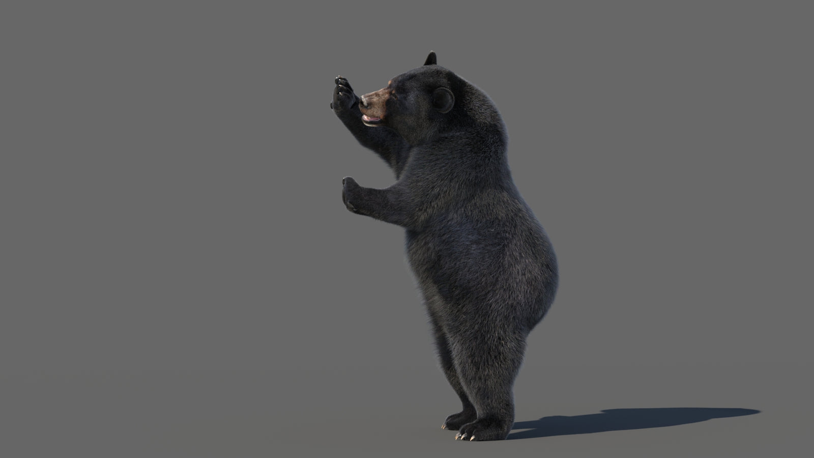 Animated Black Bear 3D Model with Fur Advanced 360° view 5 frame 34