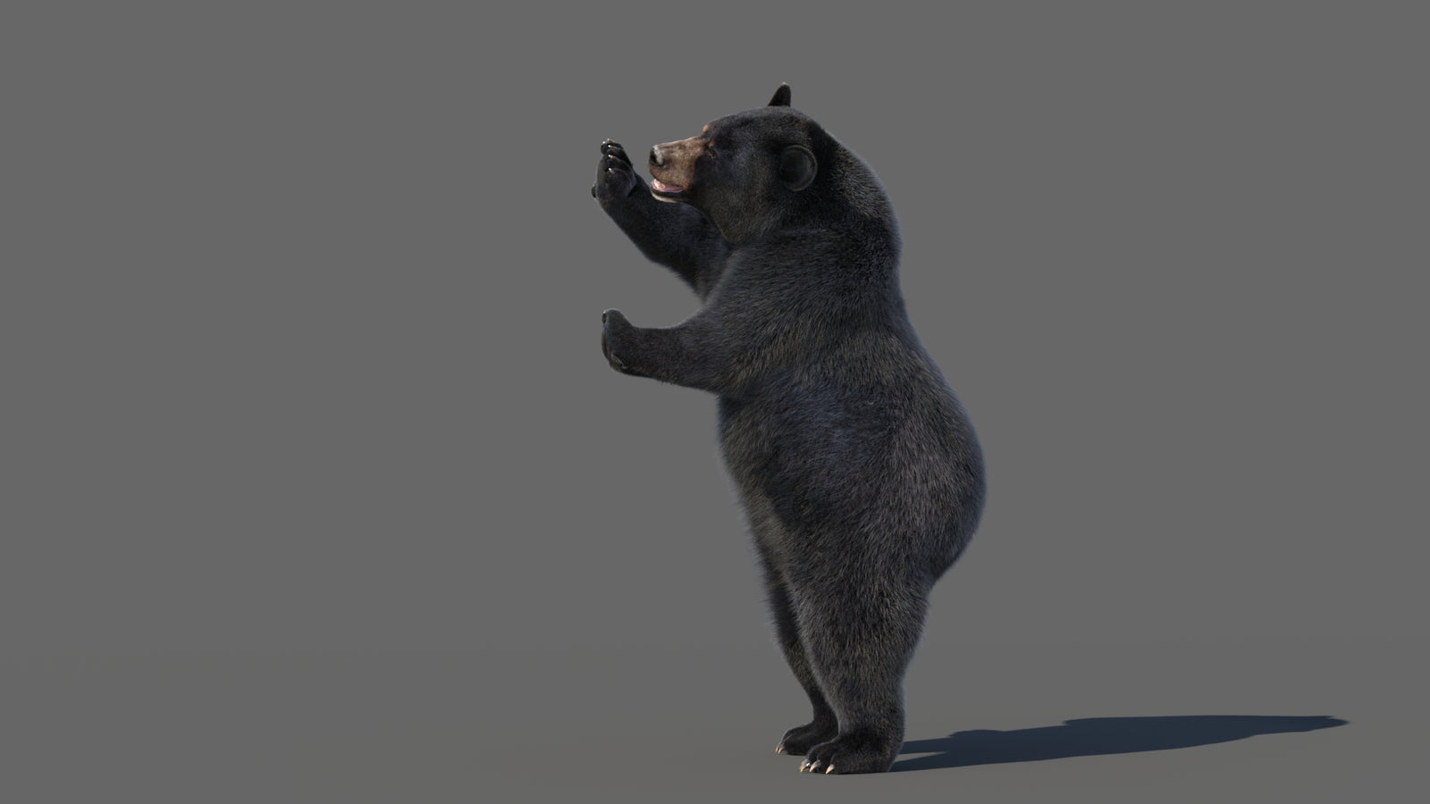 Animated Black Bear 3D Model with Fur Advanced 360° view 5 frame 35