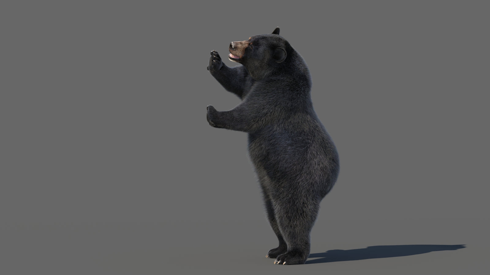 Animated Black Bear 3D Model with Fur Advanced 360° view 5 frame 36