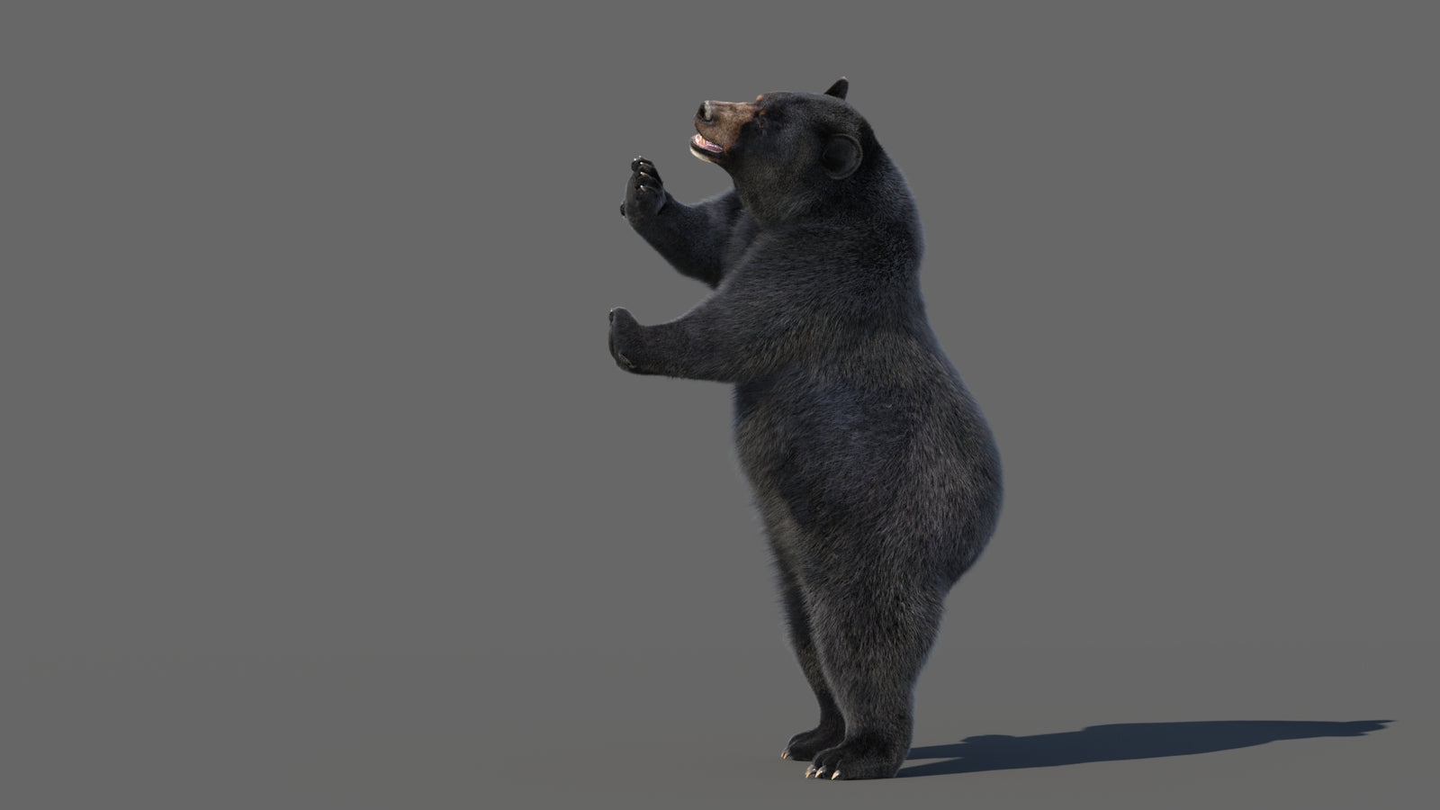 Animated Black Bear 3D Model with Fur Advanced 360° view 5 frame 37