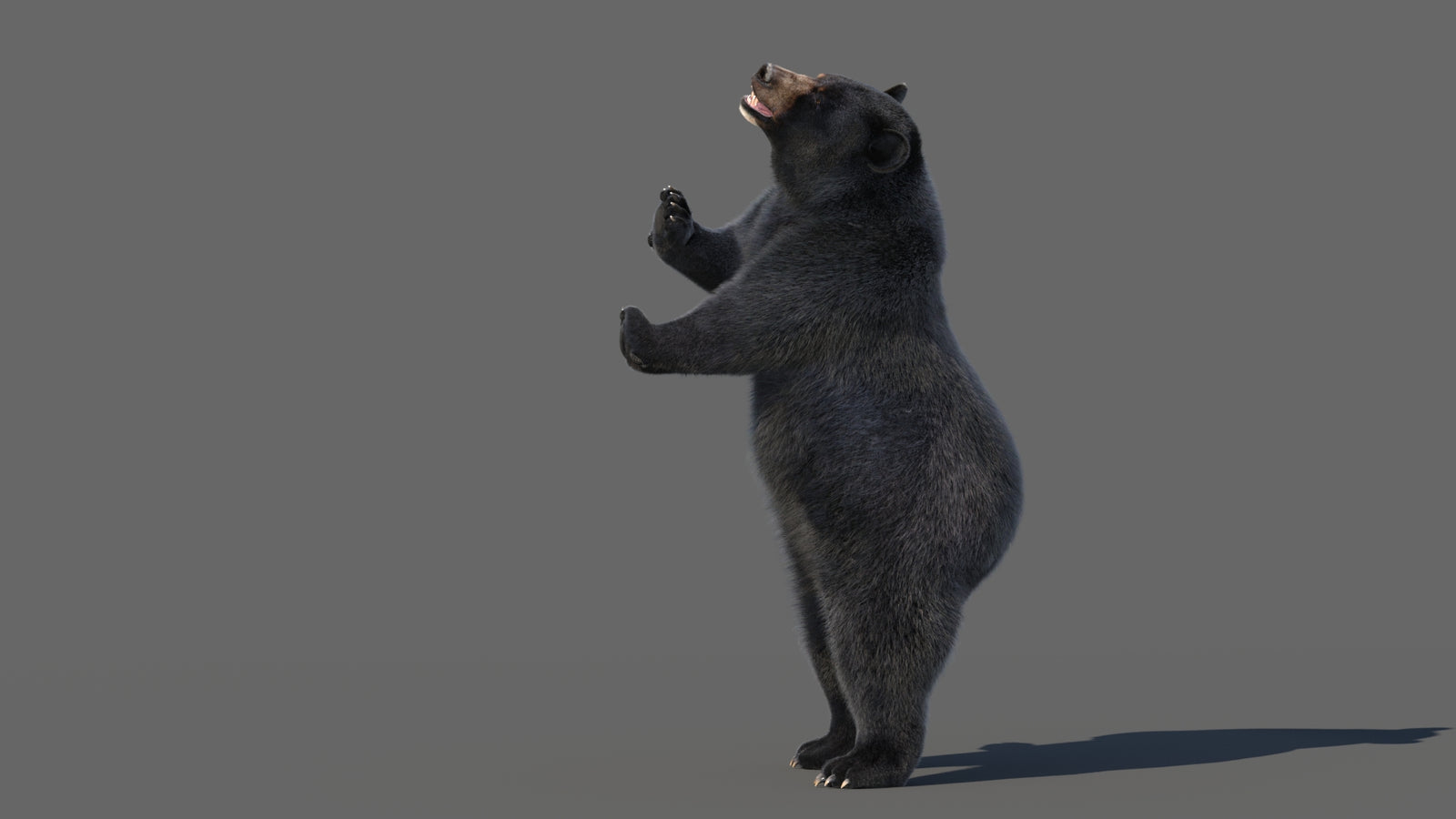 Animated Black Bear 3D Model with Fur Advanced 360° view 5 frame 39