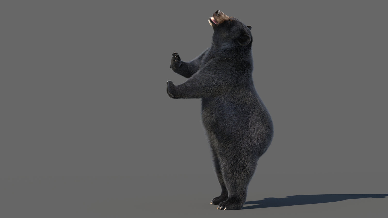 Animated Black Bear 3D Model with Fur Advanced 360° view 5 frame 41