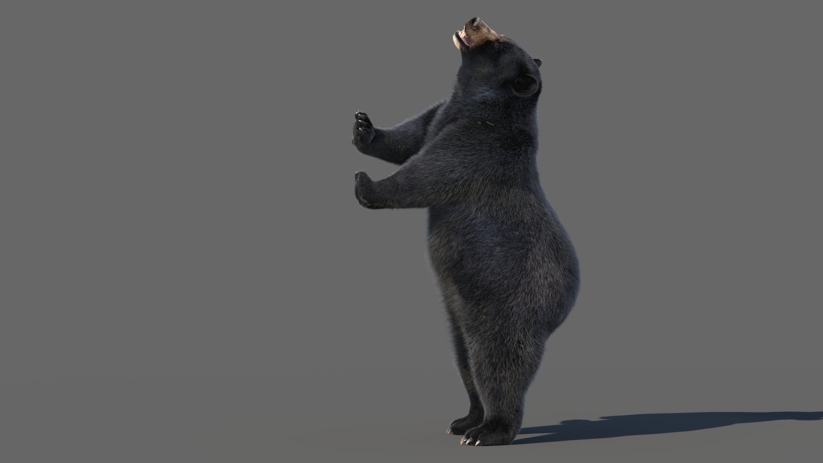 Animated Black Bear 3D Model with Fur Advanced 360° view 5 frame 42