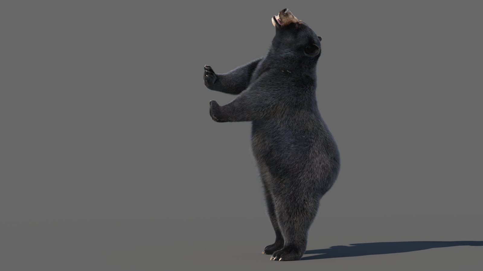 Animated Black Bear 3D Model with Fur Advanced 360° view 5 frame 43