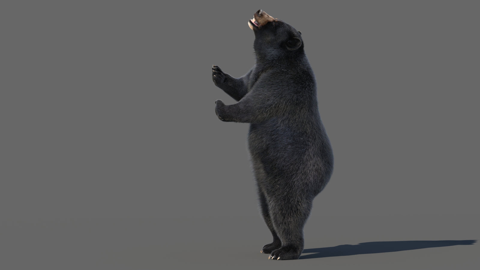 Animated Black Bear 3D Model with Fur Advanced 360° view 5 frame 53
